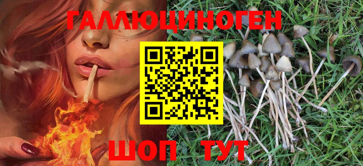 Галлюциногенные грибы Psilocybe  Вход с VPN  Зеленогорск 
