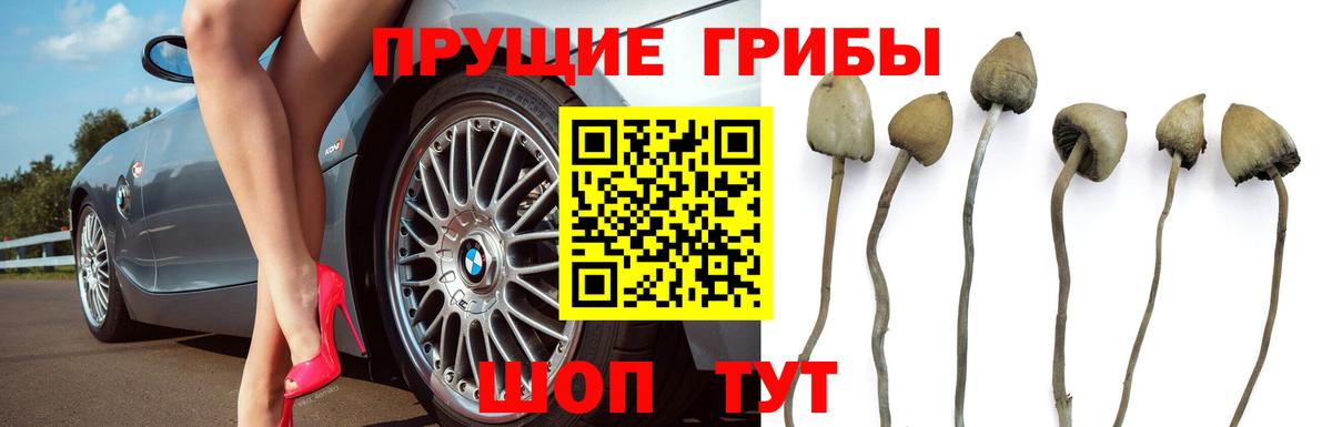 Псилоцибиновые грибы Psilocybe Зеленогорск